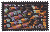 moth wing scales - ücretsiz png