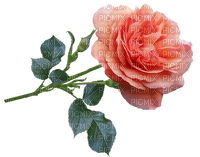 ruusu, rose, kukka, fleur, flower - darmowe png