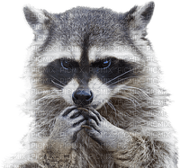raccoon bp - besplatni png