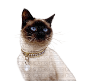Tube Animaux Chat - png ฟรี