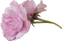 minou-pink-flower-blomma - PNG gratuit
