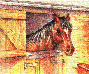 jolie poney au box - GIF animé gratuit
