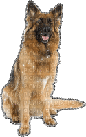 wolfhound - Gratis geanimeerde GIF