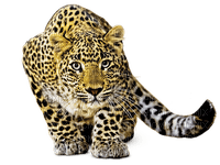 leopard milla1959 - zdarma png