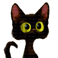 macska--nézd a szemét - Animovaný GIF zadarmo