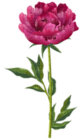 Flower - δωρεάν png