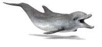 dolphin - gratis png