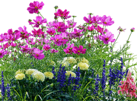 flower meadow, sunshine3 - Free PNG