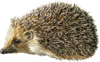 hedgehog - png grátis