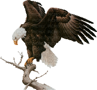 eagle bp - Δωρεάν κινούμενο GIF
