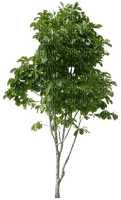 bäume - nemokama png