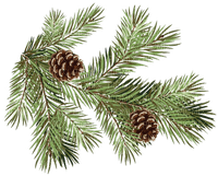fir leaves branch, feuilles de sapin, branche - PNG gratuit