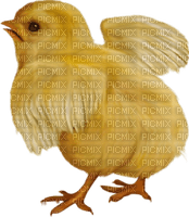 chick - PNG gratuit