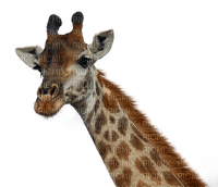 Giraffe bp - bezmaksas png