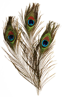 peacock feathers bp - 無料png