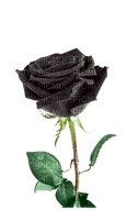 black rose Bb2 - png ฟรี
