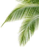palm leaves - PNG gratuit