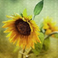 Tournesol, sunflower, Sonnenblume - фрее пнг