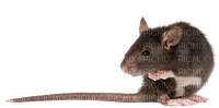 Kaz_Creations Rat-Mouse - Free PNG