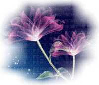 Coquelicot - 免费PNG