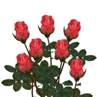 розы - darmowe png