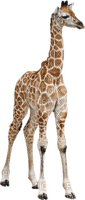 giraffe - ücretsiz png