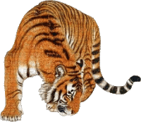 tygrys - Bezmaksas animēts GIF
