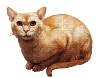 cat by nataliplus - PNG gratuit