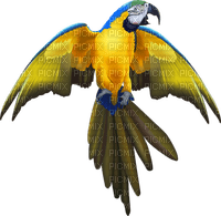 perroquet - PNG gratuit