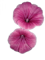 fleur rose - PNG gratuit