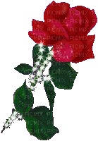 Rote Rose - Darmowy animowany GIF
