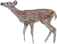 ciervo - darmowe png