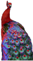 Red Peacock - png ฟรี
