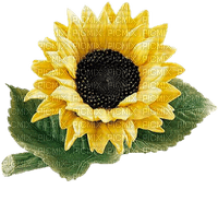 Sonnenblume - PNG gratuit