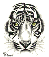 face de tigre - Zdarma animovaný GIF