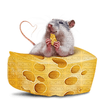 mouse maus souris animal animals tube cheese  käse fromage fun - PNG gratuit