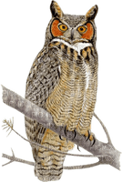 Kaz_Creations Owl Owls - png ฟรี