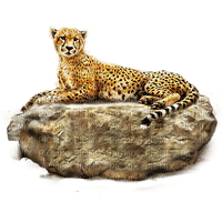 cheetah bp - gratis png