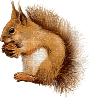 Autumn Squirrel Nut - Bogusia - Free PNG