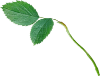 Kaz_Creations Deco Leafs Leaves - zdarma png