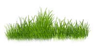 grASs border herbe deco - PNG gratuit