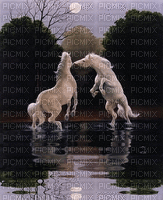 horse. horses bp - Δωρεάν κινούμενο GIF
