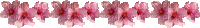 Cherry Blossoms - Nemokamas animacinis gif