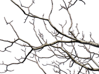 branch winter_branche hiver_Blue DREAM 70 - Free PNG
