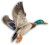 soave deco autumn bird duck vintage brown - Free PNG