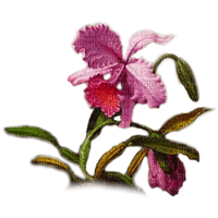 tropical flower dubravka4 - gratis png