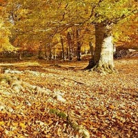 Herbst automne autumn - ilmainen png