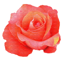 trandafir - фрее пнг