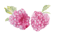 raspberry watercolor Bb2 - zdarma png