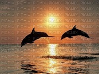 maj dauphin - PNG gratuit